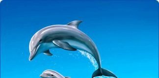 Киты и их сородичи дельфины – млекопитающие?