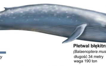 Синий кит — повелитель океанов