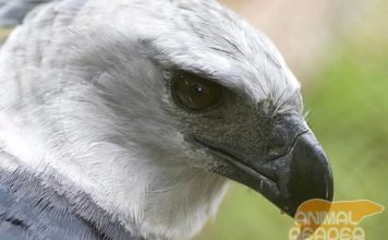 Крупнейшая хищная птица — гарпия большая