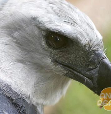 Крупнейшая хищная птица — гарпия большая