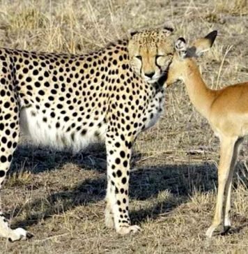 Гепард — самое быстрое сухопутное животное на планете