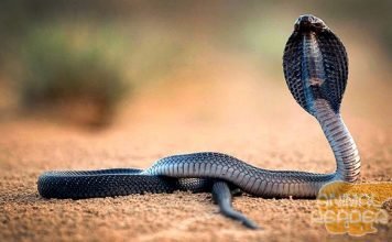Королевская кобра — самая большая ядовитая змея на планете