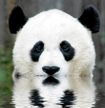 Бамбуковый панда