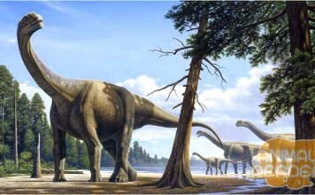 Зауропод — крупнейший динозавр
