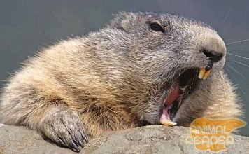 Интересное о бобрах и бобровых плотинах