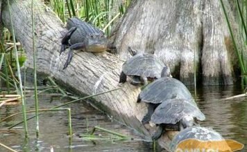 Черепахи: рептилии-долгожители