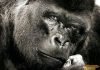 Горилла — самая большая обезьяна на земле