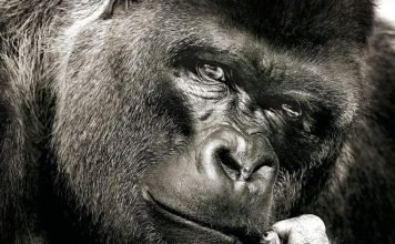 Горилла — самая большая обезьяна на земле