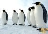 Пингвины — короли Южного полюса