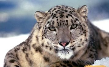Снежный барс, фото, интересные факты
