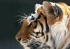 Тигр — самая большая кошка