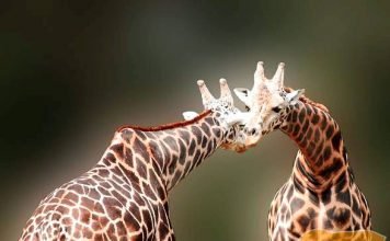 Жираф — самое высокое животное на Земле