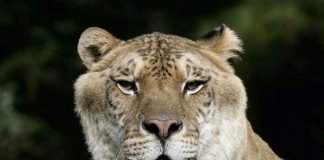 Крупнейшие кошки в мире