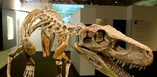 Самые древние динозавры