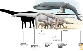 Самый большой и тяжелый динозавр