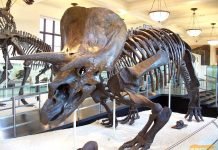 Трицератопс — один из самых известных динозавров