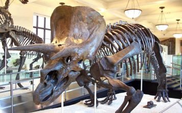 Трицератопс — один из самых известных динозавров