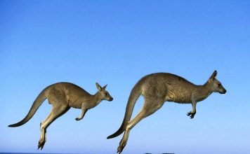 Кенгуру — прыжки боксера