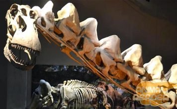 Аллозавр (Allosaurus) — один из самых крупных динозавров в мире