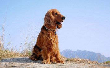 Английский кокер-спаниель: самый маленький среди псов-охотников