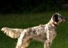 Английский сеттер – популярный «охотник»