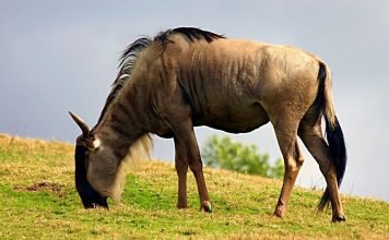 Гну – антилопа или нет?