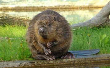 Бобр: какой он?
