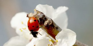 Божья коровка: подарок небес
