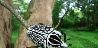 Жуки-голиафы. Фото, описание насекомых