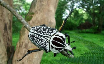 Жуки-голиафы. Фото, описание насекомых