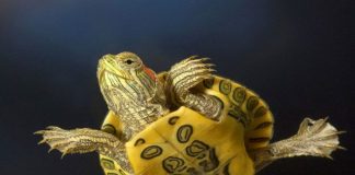 Почему черепахи — долгожители?