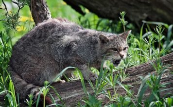 Дикий лесной кот: все о жизни предка домашних кошек
