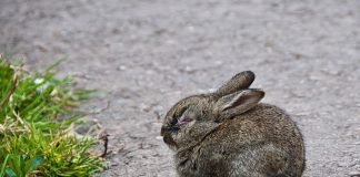 Как правильно кормить кроликов?