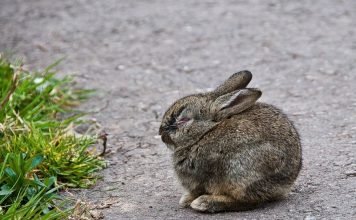 Как правильно кормить кроликов?
