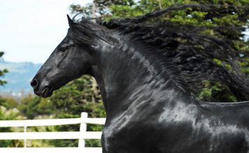 Фризская лошадь: грация в упряжке