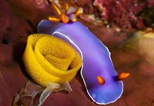 Голожаберные моллюски: секреты жизни морских обитателей