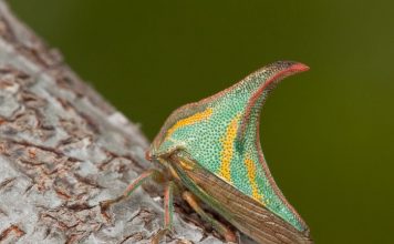 Насекомое горбатка: описание, разновидности, образ жизни