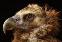 Кто такие грифы и какие их разновидности существуют в природе