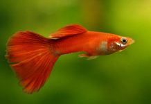 Гуппи – рыбки, победившие малярию