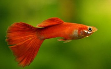 Гуппи – рыбки, победившие малярию