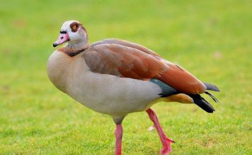 Птица гусь: разновидности, описание, фото