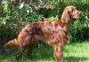 Ирландский сеттер – потомок охотничьих собак