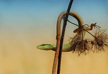 Ящерицы. Фото и названия всех видов ящериц