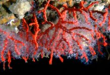 Кораллы и все самое интересное о них