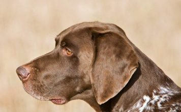 Курцхаар: все о породе охотничьих собак