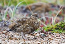 Куропатки: описание, фото и поведение птиц в природе