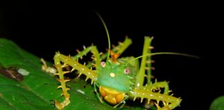 Кузнечики. Фото кузнечиков, описание, виды