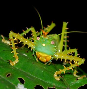 Кузнечики. Фото кузнечиков, описание, виды