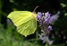 Бабочка лимонница: описание, виды, фото