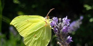 Бабочка лимонница: описание, виды, фото
